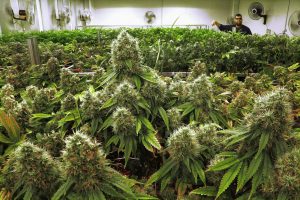 Medical cannabis business permits