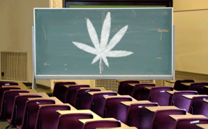 Weed Business Courses